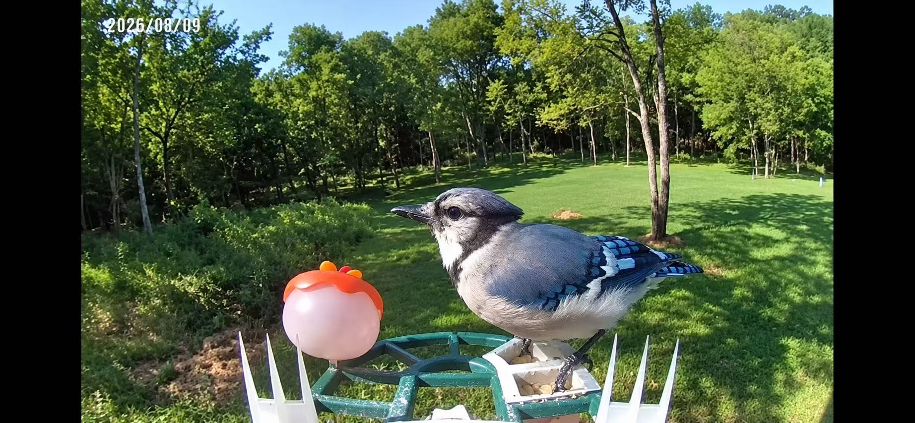 A blue jay visiting the feeder overlooking the wooded lawn